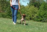 EDUCATION CHIOT 024